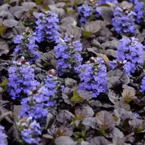 Ajuga 'Black Scallop'